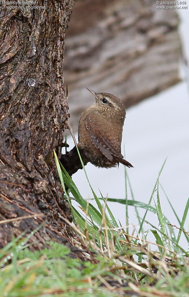 Eurasian Wren