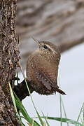 Eurasian Wren