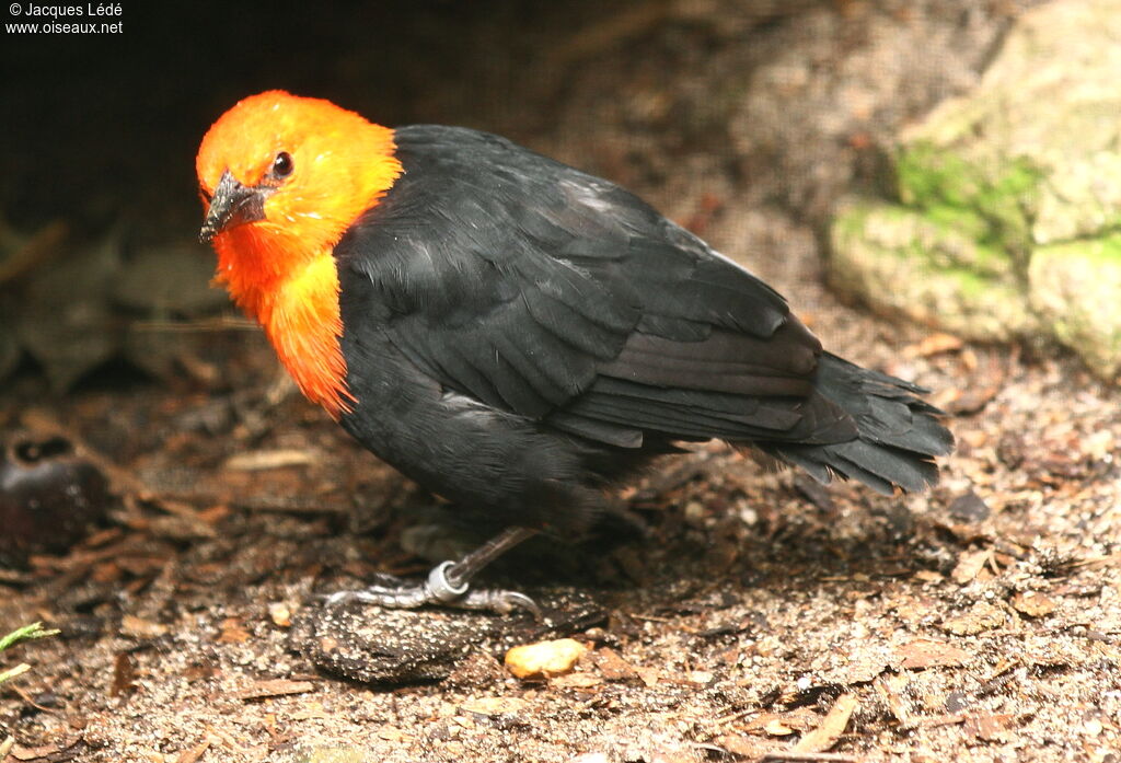 Scarlet-headed Blackbird