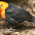 Troupiale à tête rouge