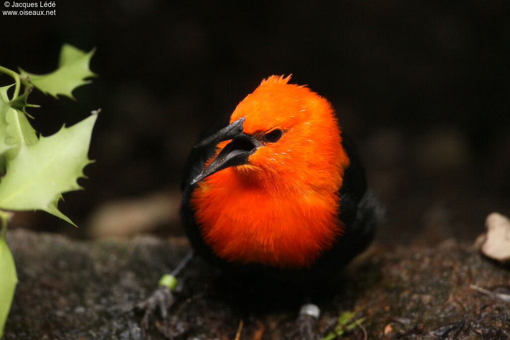 Scarlet-headed Blackbird