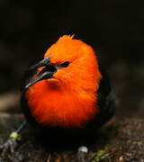 Scarlet-headed Blackbird