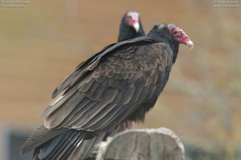 Turkey Vulture