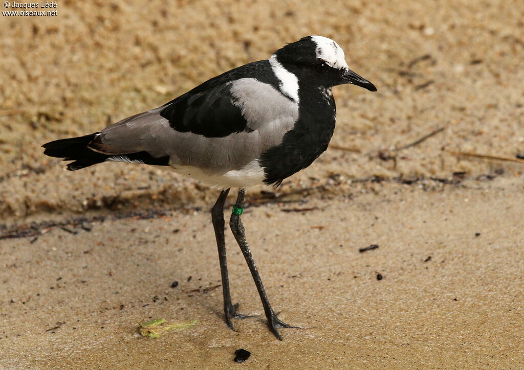 Blacksmith Lapwing