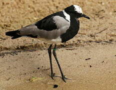 Blacksmith Lapwing