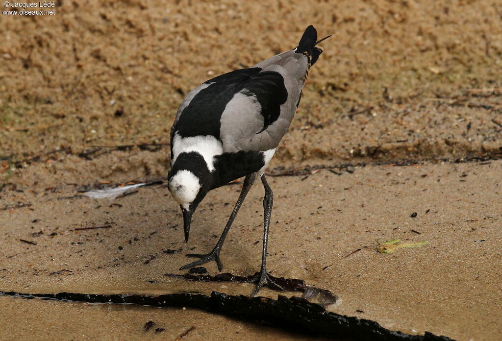 Blacksmith Lapwing