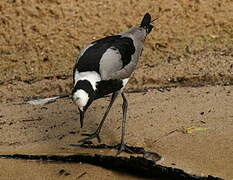 Blacksmith Lapwing