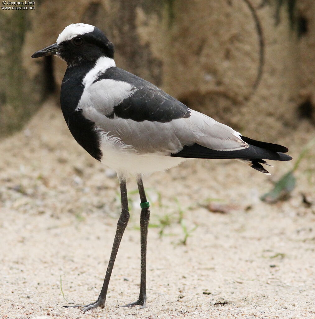 Blacksmith Lapwing