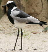 Blacksmith Lapwing