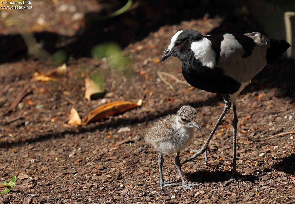 Blacksmith Lapwing