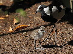 Blacksmith Lapwing