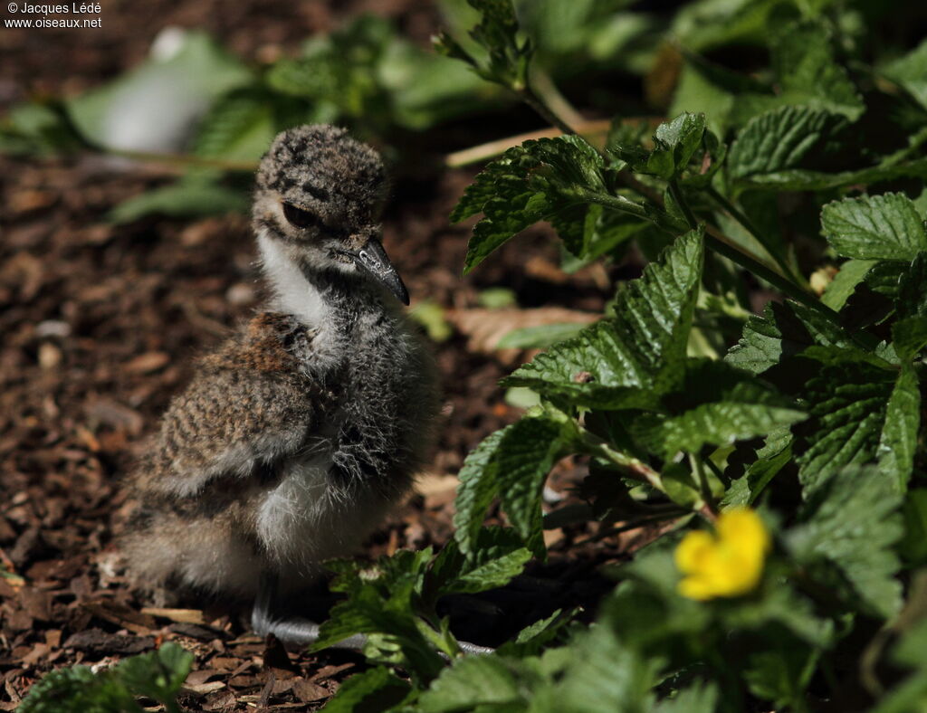 Blacksmith Lapwing