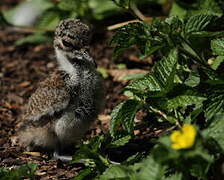 Blacksmith Lapwing