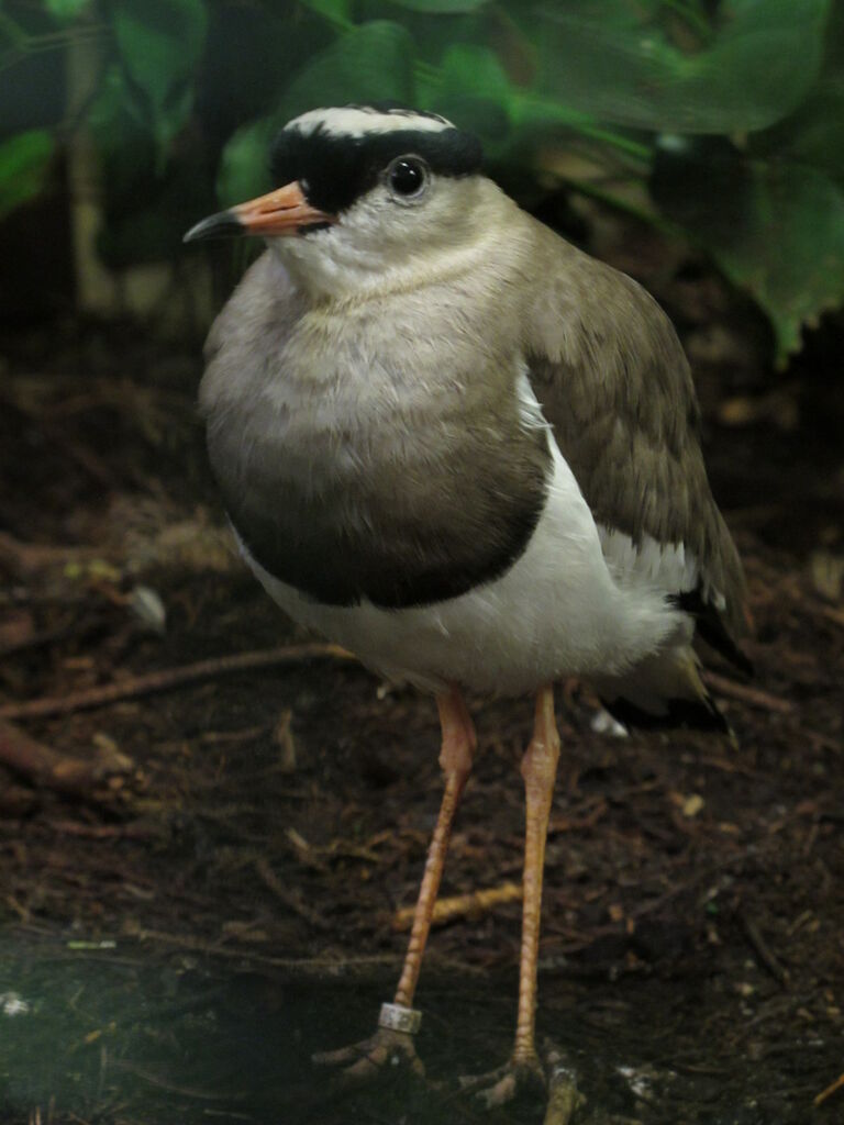 Vanneau couronné