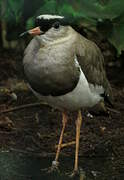 Crowned Lapwing