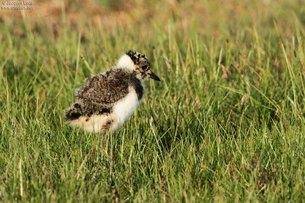 Northern Lapwingjuvenile