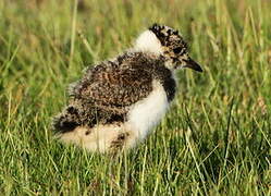 Northern Lapwing