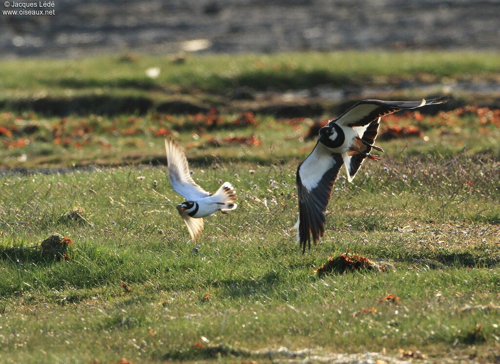 Northern Lapwing