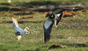 Northern Lapwing