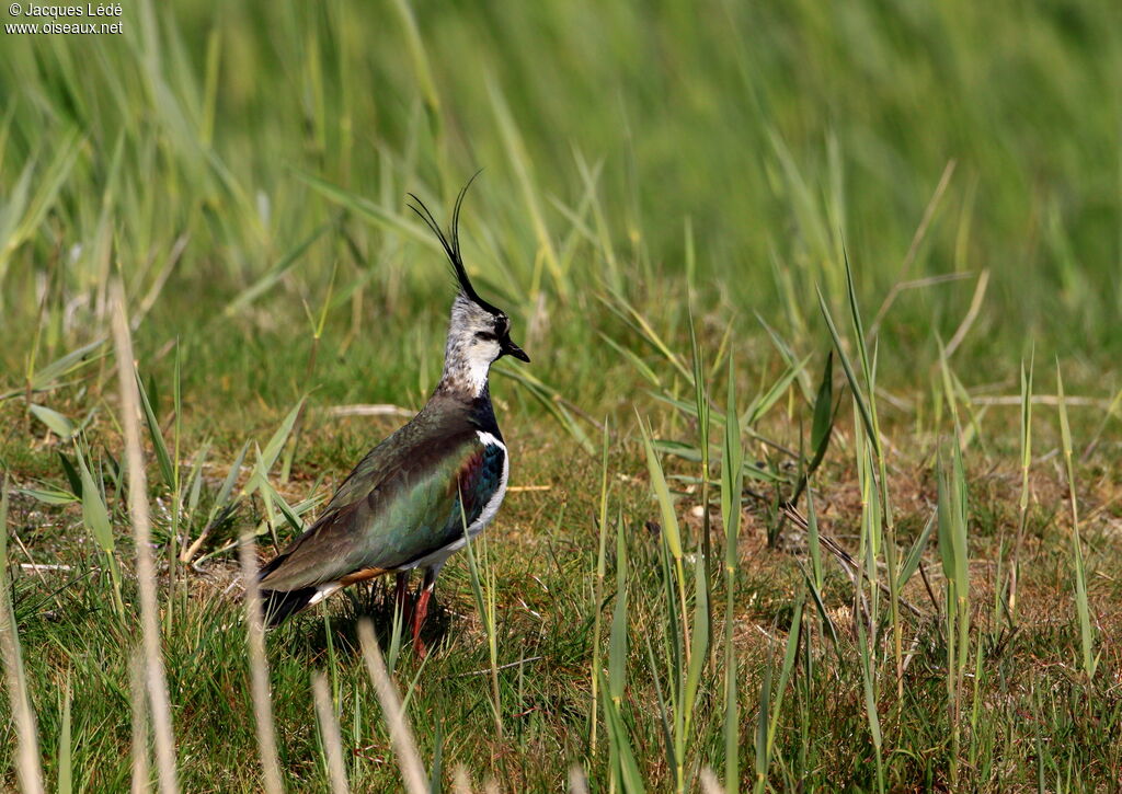 Northern Lapwing