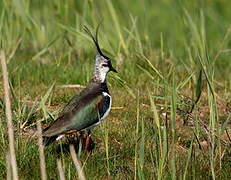 Northern Lapwing