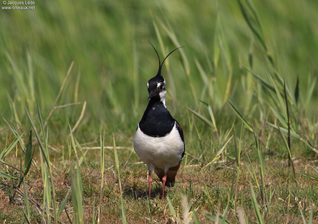 Northern Lapwing