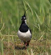 Northern Lapwing