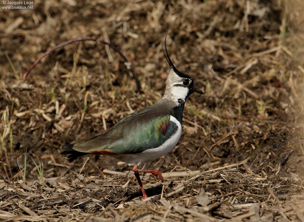 Northern Lapwing