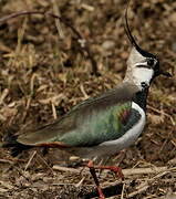 Northern Lapwing