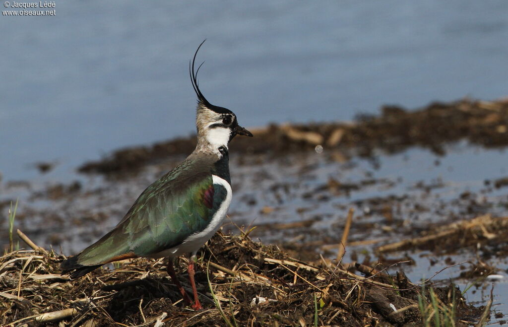 Northern Lapwing