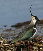 Northern Lapwing