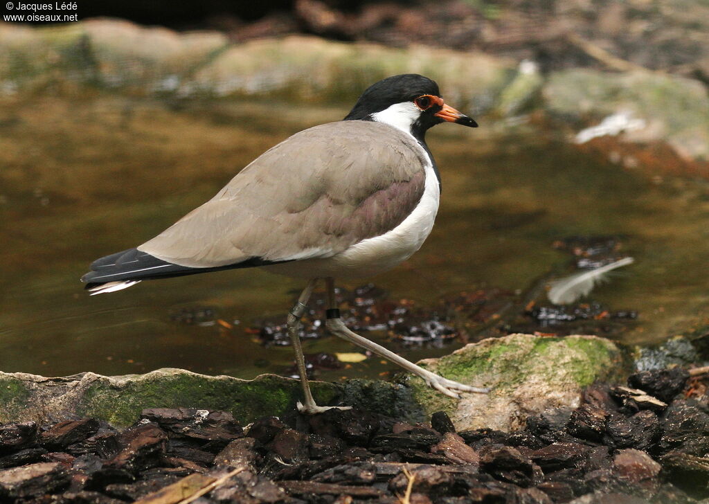 Red-wattled Lapwing