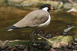 Red-wattled Lapwing