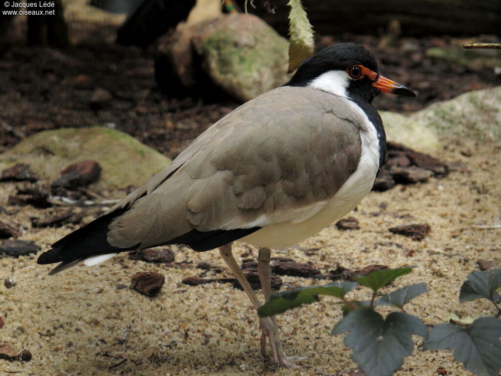 Red-wattled Lapwing