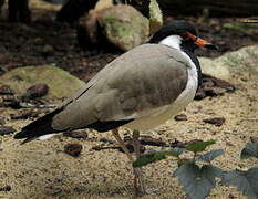 Red-wattled Lapwing