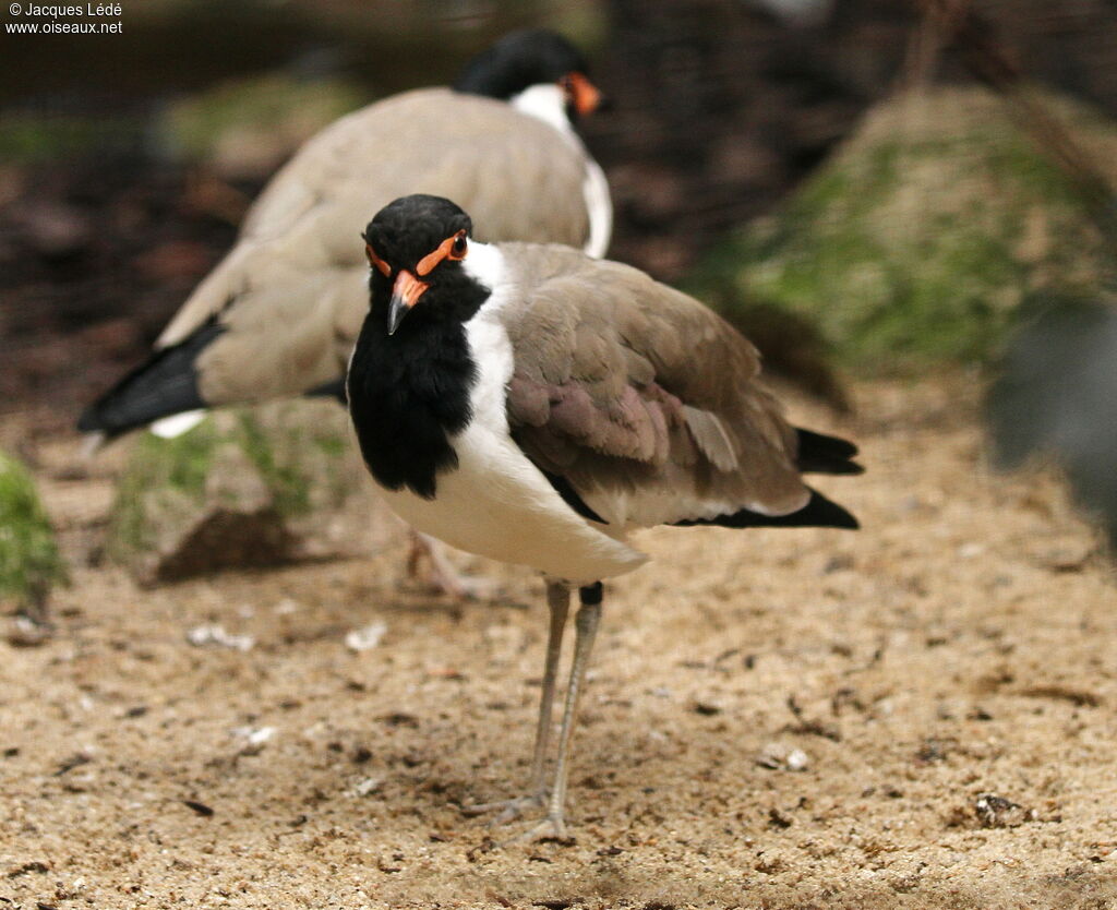 Red-wattled Lapwing