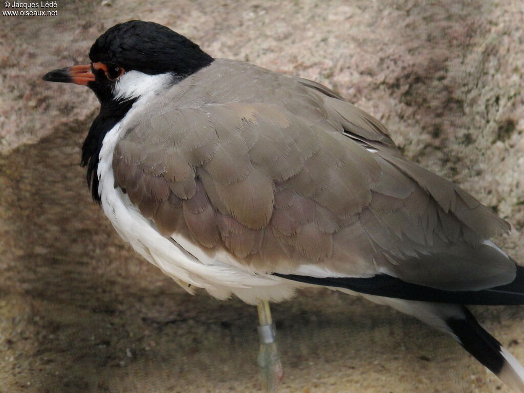 Red-wattled Lapwing