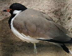 Red-wattled Lapwing