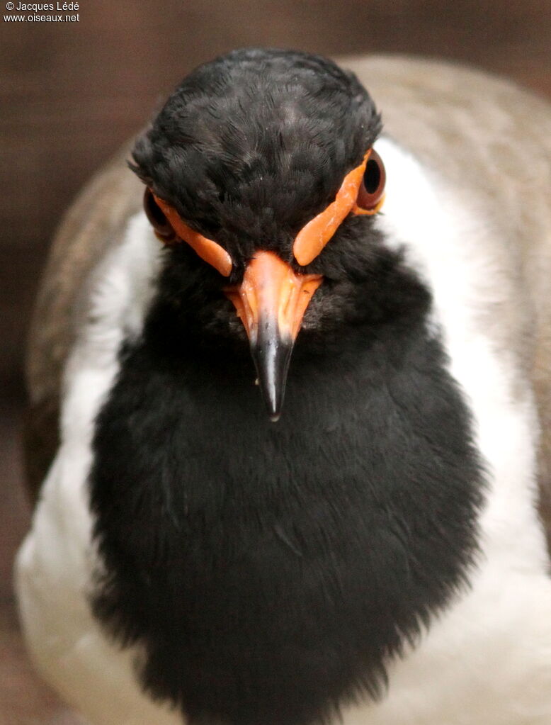 Red-wattled Lapwing