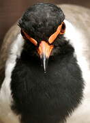 Red-wattled Lapwing