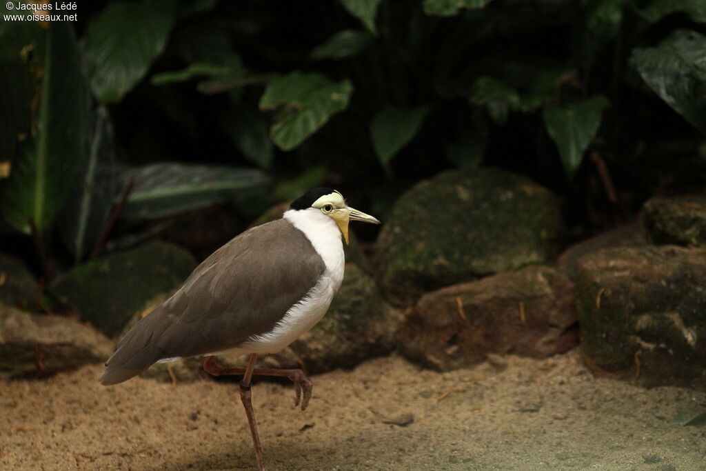 Masked Lapwing