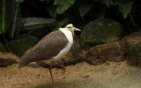 Masked Lapwing