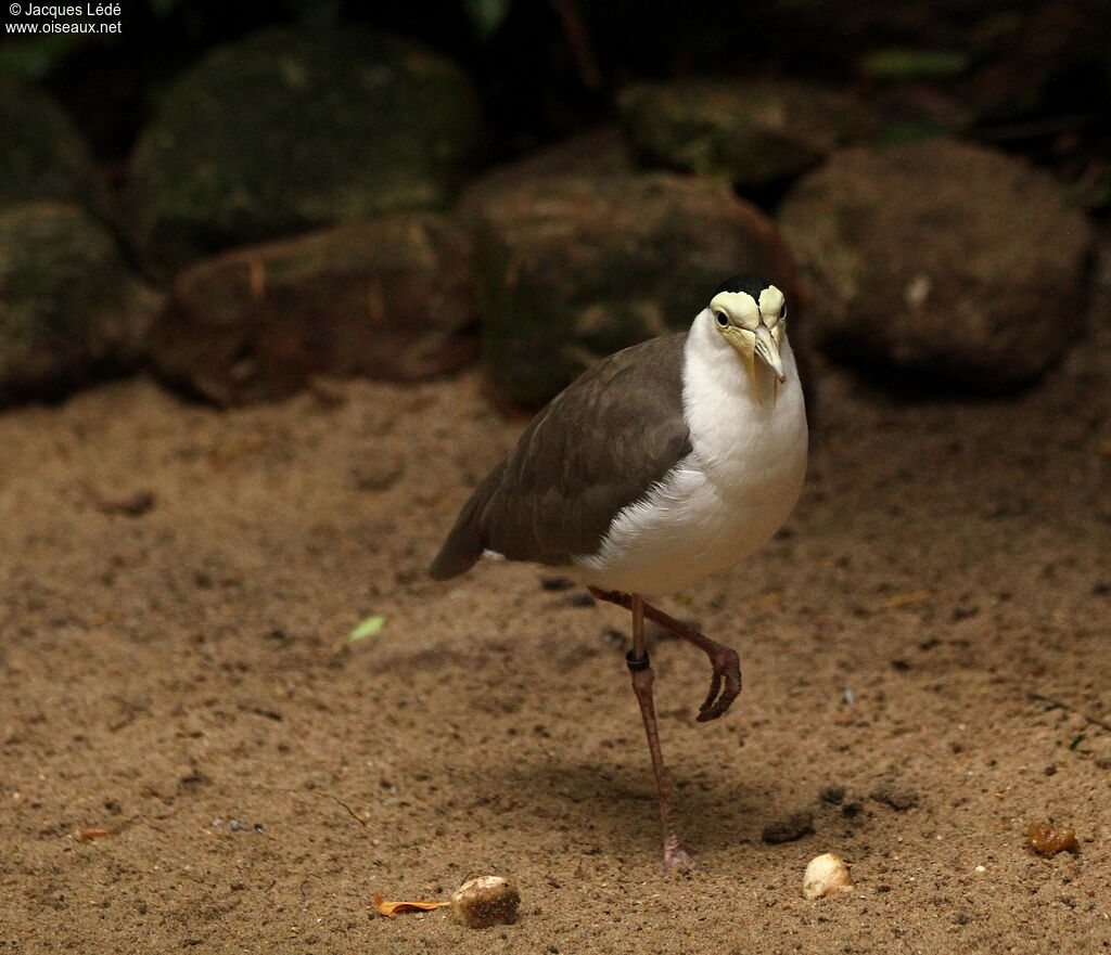 Masked Lapwing