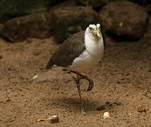 Masked Lapwing