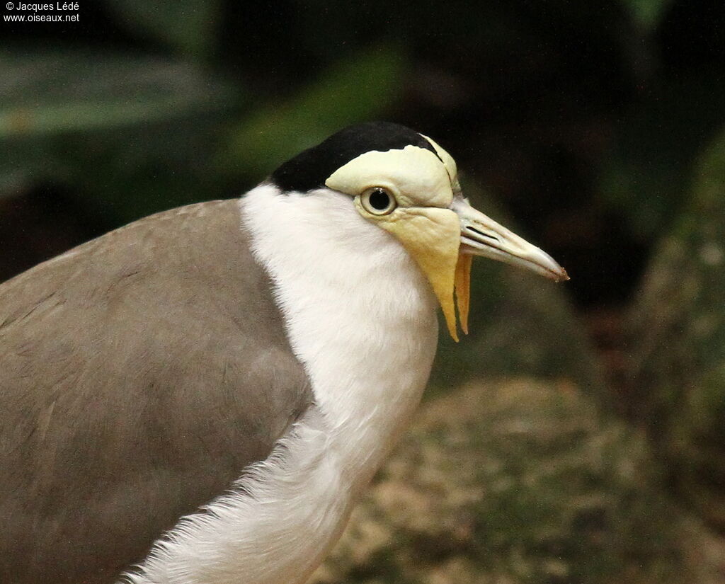 Masked Lapwing