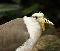 Masked Lapwing