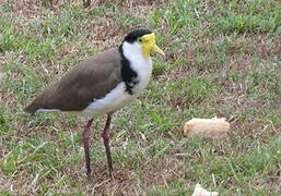 Masked Lapwing