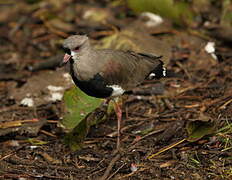 Southern Lapwing