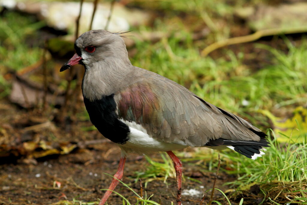 Southern Lapwing