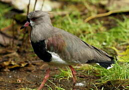 Southern Lapwing